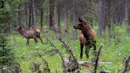 wild elk calf foraging in forest, eating weeds and looks alert. fenland trail in summer time. banff 