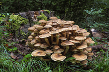 Armillaria Mellea, Commonly Known As Honey Fungus, Is A Basidiomycete Fungus In The Genus Armillaria.