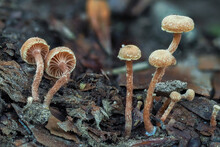 The Felted Twiglet (Tubaria Conspersa) Is An Inedible Mushroom