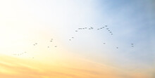 Beautiful Wild Scene Of Flock Geese Flying Over A Gradient Sunset Sky With Clouds. Calm Cloudscape With Silhouette Wildlife Animal. Concept Of Freedom