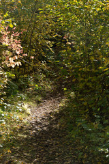 Wall Mural - path in the forest