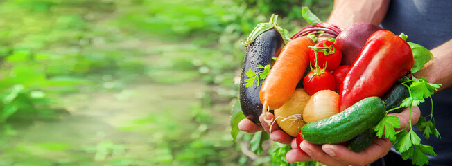 Wall Mural - homemade vegetables in the hands of men. harvest. selective focus.