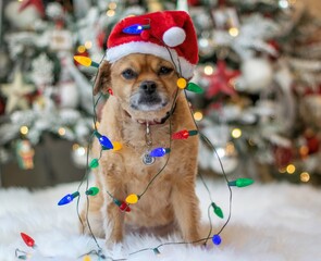 cute dog wrapped in christmas lights