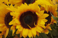 Closeup Shot Of A Sunflower With Big Yellow Petals In The Gard