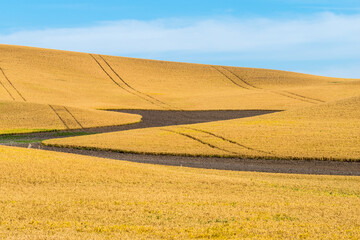 Lentil Field in the Palouse, WA