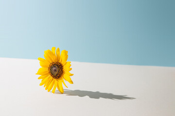 Wall Mural - Yellow daisy flower against pastel blue and beige background. Sunny day shadow. Minimal spring concept.