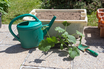 Sticker - Zucchini plants before planting in a flowerpot and watering can