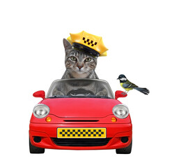 Wall Mural - A gray cat taxi driver in a yellow cap is in a red car. White background. Isolated.