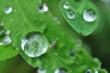 Close-up Of Raindrops On Leaf