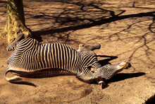 Zebra Lying On Ground At Forest