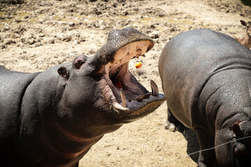 Hippopotamus catching mandarin in safari zoo