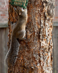 Poster - Grey Squirrel