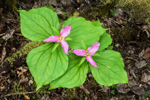 Pair Of Western White Trillium In The Pink Flower Phase