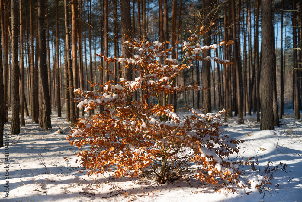 Zima w lesie, młody Buk pokryty śniegiem - obrazy, fototapety, plakaty 