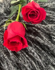 Wall Mural - red roses on black fur