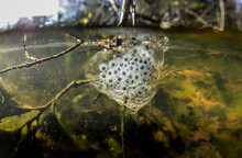 Spotted Salamander Egg Sac Attached To A Submerged Branch In A Massachusetts Vernal Pool. 