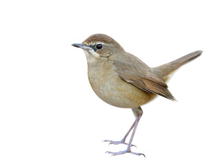 Wall Mural - beautiful brown bird isolated on whtie background showing details from face head body tail legs and feet