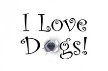 Composite Image With Text And Photo: "I Love Dogs" With A Dog's Nose Burst Through The "o" In Dogs