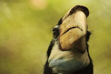 Female Wreathed Hornbill - Rhyticeros Undulatus