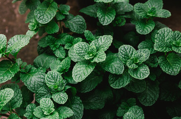 Wall Mural - Mint leaves background