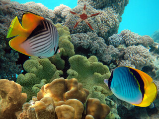  Tropical fish and corals. Red Sea.