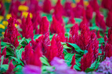 Wall Mural - Cockscomb or Celosia flower on a colorful leaf background.