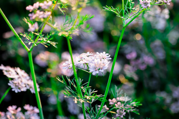 Fresh green cilantro, coriander plant leaves in summer herbs garden,coriander flower,agriculture of coriander flowers