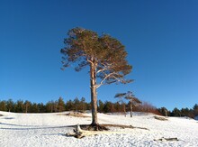 Trees On Snow Covered Field Against Clear Blue Sky