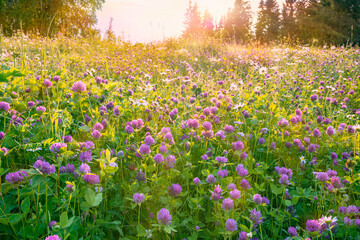 Wall Mural - a blooming meadow with clover daisies in the sun.