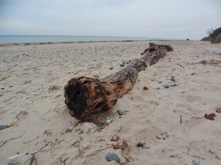 Sticker - tree on the beach