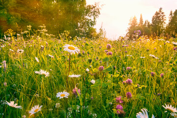 Wall Mural - a blooming meadow with clover daisies in the sun.