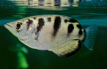 Canvas Print - Archerfish