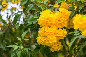 Wall Mural - Tabebuia Aurea are blooming fully.  Beautiful yellow of Tabebuia Aurea. Paraguayan silver trumpet tree.