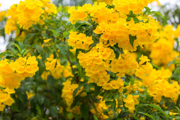 Wall Mural - Tabebuia Aurea are blooming fully.  Beautiful yellow of Tabebuia Aurea. Paraguayan silver trumpet tree.