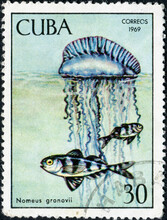 CUBA - CIRCA 1969: A Stamp Printed By CUBA Shows Nomeus Gronovii, Series "Tropical Fish"