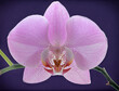 The pink flower of the phalaenopsis orchid, phalaenopsis or falach, known as butterfly orchids.