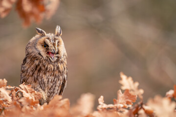 Wall Mural - Long-eared owl shouting while hiddne in the leaves.