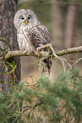 Wall Mural - Ural owl sitting on a coniferous tree. Strix uralensis