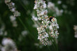 Bumblebee on white lavender hiding