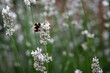 Bumblebee on white lavender