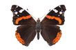 Butterfly - the red admiral (Vanessa atalanta) isolated on white