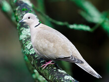 Closeup Shot Of A Ring-necked Dove Sitting On A Tree Branch