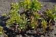 Młode rośliny lubczyka w glebie na wiosnę, Levisticum officinale