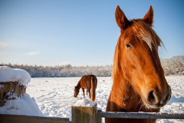 Two horses in a snow covered field on a sunny winter's day