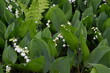 konwalia majowa w rozkwicie, Convallaria majalis 
