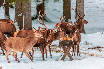 deer at the feeding station, wild feeding in winter, germany.