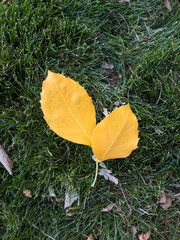 Two Bright Yellow Leaves on a Green Grass Backdrop