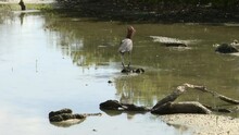 Reddish Egret (Egretta Rufescens) Dark Phase, In Pond Catching Fish, Carribean, Bonaire.