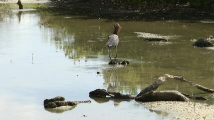 Wall Mural - Reddish Egret (Egretta rufescens) dark phase, in pond catching fish, Carribean, Bonaire.