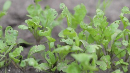 Wall Mural - The green lettuce leaves shoots in rows on garden beds in the vegetable field. Cultivation of vegetables. Agriculture. Gardening in the summer house in the spring and summer season. 